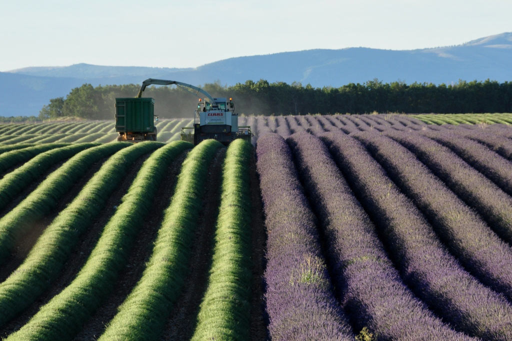 Valensole